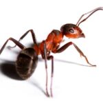 ants control 