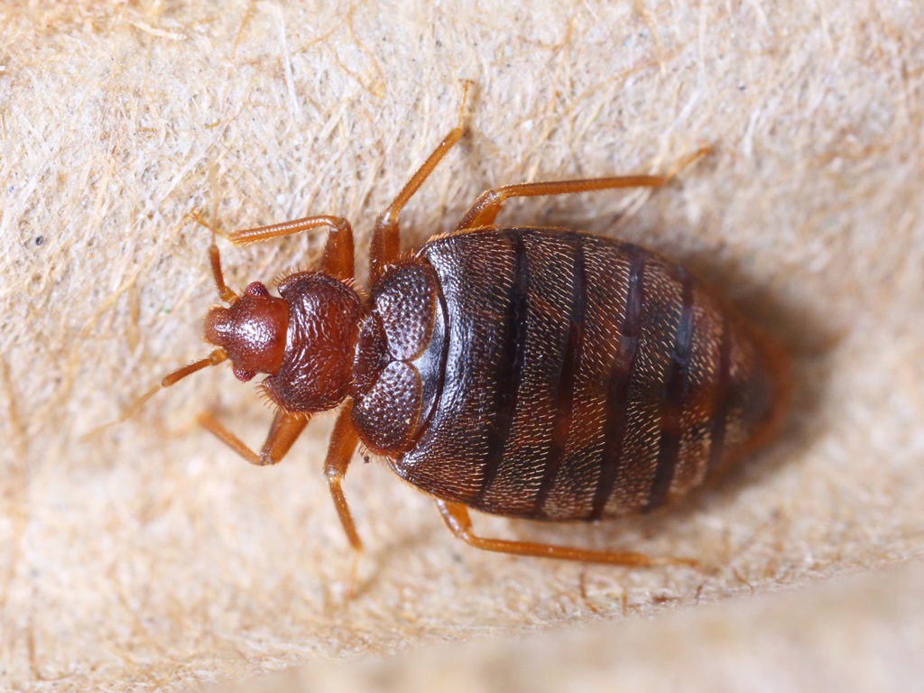 bed bugs exterminator vancouver bc