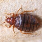bed bugs control 