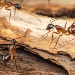 carpenter ants control 