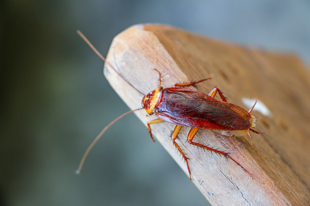 cockroach exterminator vancouver