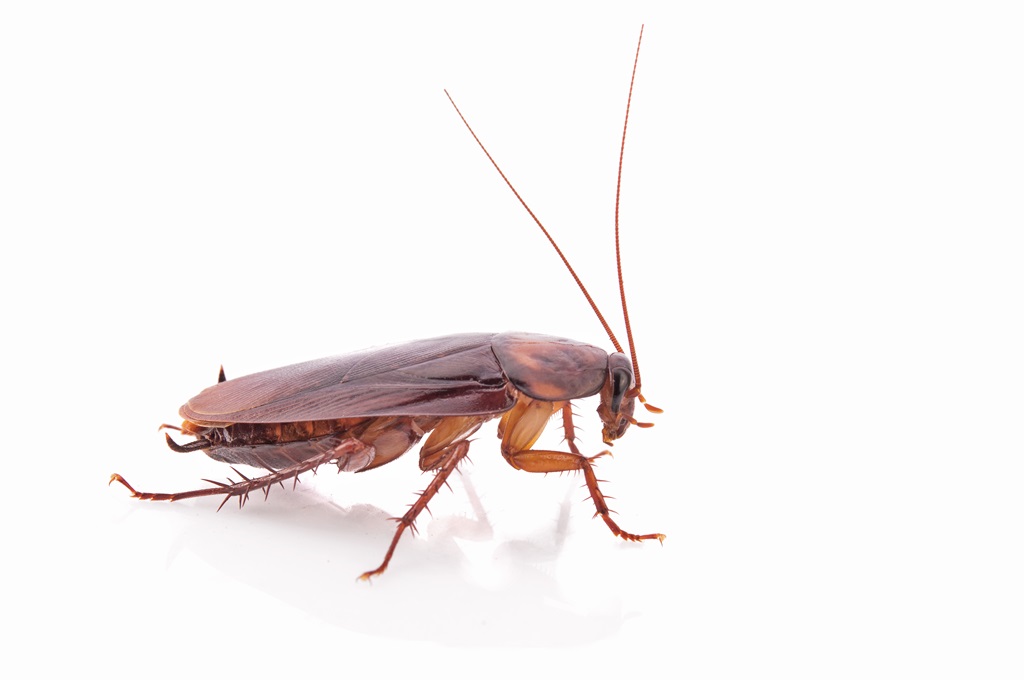 cockroach control vancouver
