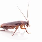 cockroach control 