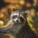 wildlife raccoon removal 