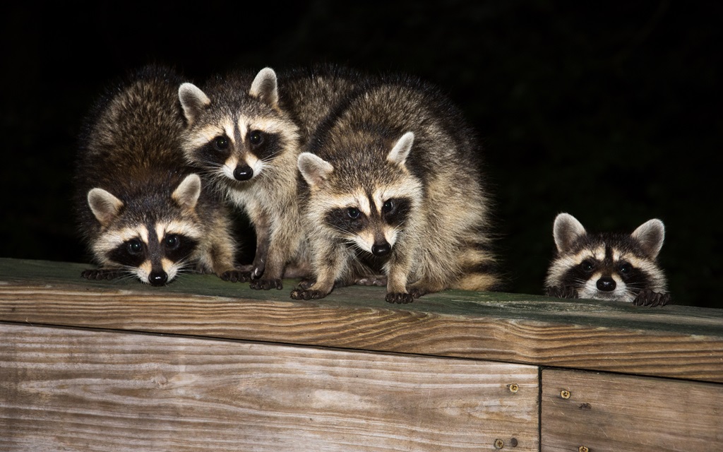 raccoon removal vancouver