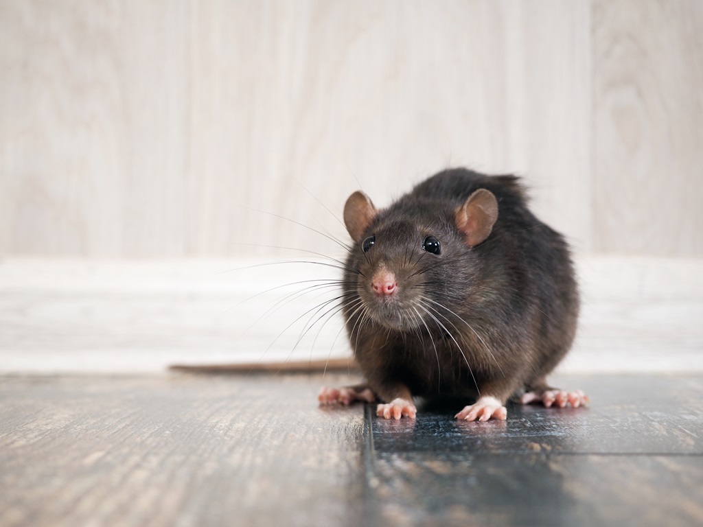 Mice & Rat Removal Vancouver BC
