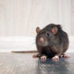 rodent control west Vancouver 
