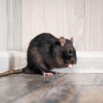 rat & mice control richmond bc 