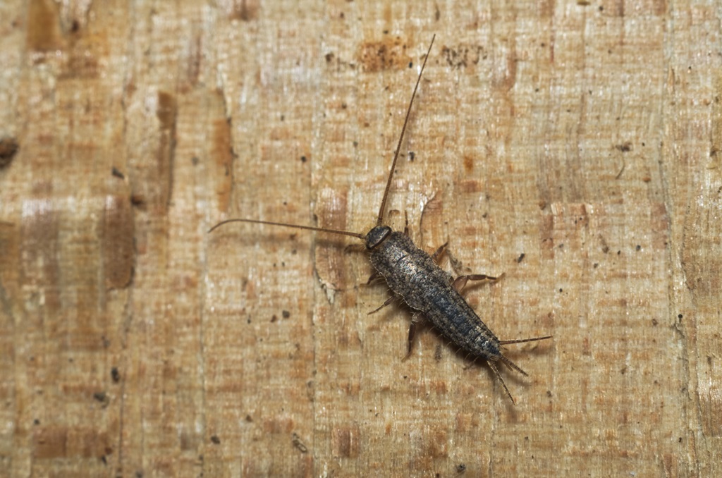vancouver silverfish removal