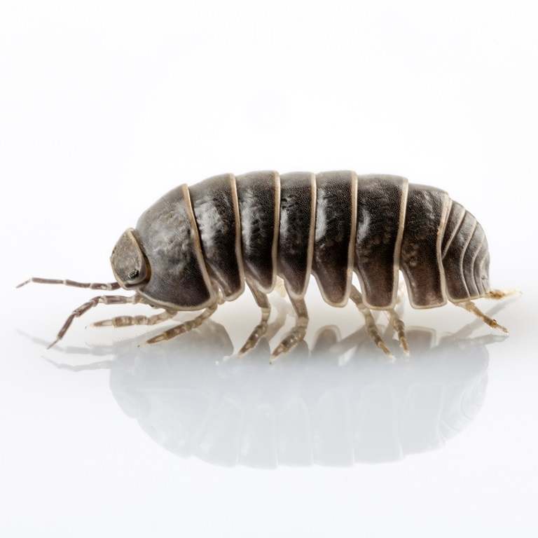pill bug/sowbugs removal vancouver