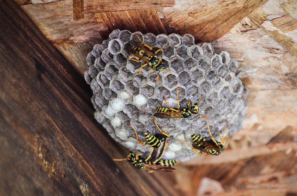wasp nest removal Vancouver