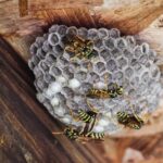 Wasp nest removal Vancouver 