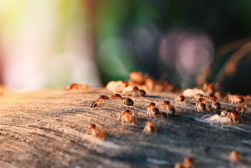 termites control vancouver